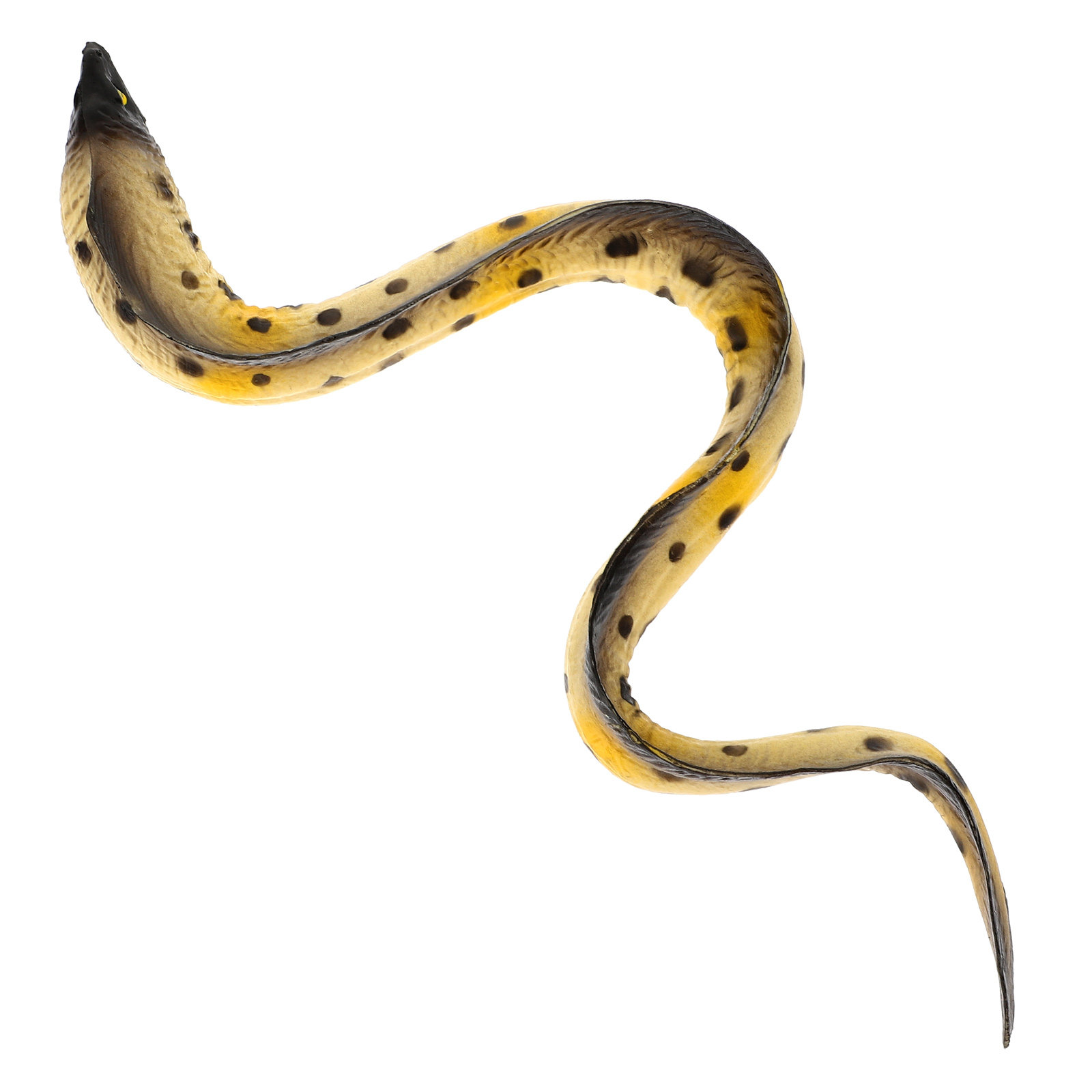 Highly Realistic Eel Sculpture - đánh giá và giá Marine Aquarium Europe